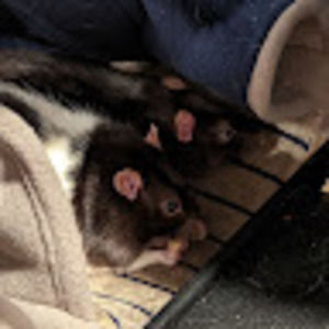 Meet your Posher, Rachael